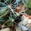 01a Coryphantha _macromeris _ssp.macromeris _ DJF1353 _11